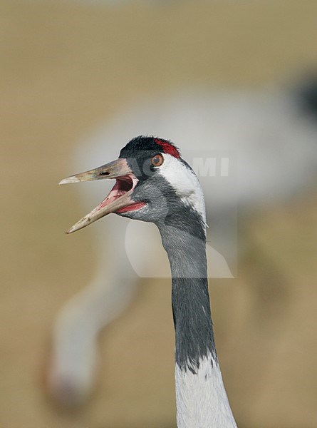 Roepende Kraanvogel; Calling Common Crane stock-image by Agami/Markus Varesvuo,