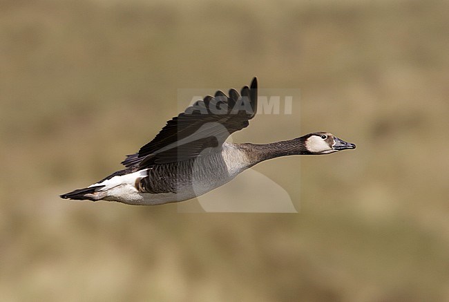 Canadese Gans hybride, Greater Canada Goose hybrid, Branta canadensis stock-image by Agami/Arie Ouwerkerk,