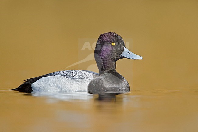 Lesser Scaup (Aythya affinis) swimming on a pond near Victoria, BC, Canada. stock-image by Agami/Glenn Bartley,