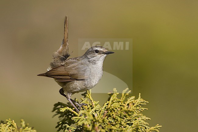 White-tailed Rubythroat - Bergrubinkehlchen - Calliope pectoralis ssp. ballioni, Kazakhstan, adult female stock-image by Agami/Ralph Martin,