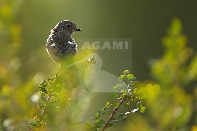 Daurian Redstart (Phoenicurus auroreus) during autumn migration in Mongolia. stock-image by Agami/Dani Lopez-Velasco,