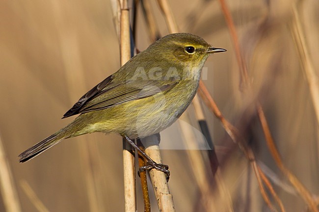 LuÃ¬ piccolo; Chiffchaff; Phylloscopus collybita stock-image by Agami/Daniele Occhiato,