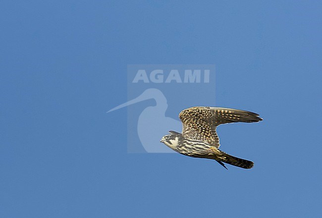 Hobby juv.(Falco subbuteo) Hanko Finland October 2004 stock-image by Agami/Markus Varesvuo,