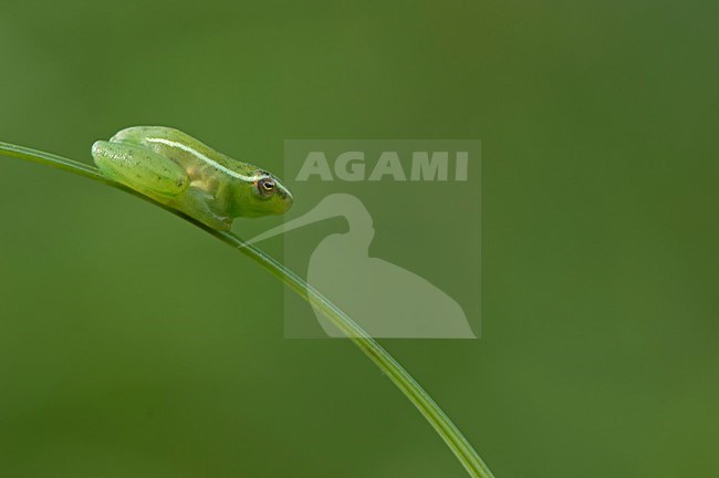 Long Reed Frog (Hyperolius nasutus) on leaf, Bonamanzi South Africa stock-image by Agami/Wil Leurs,