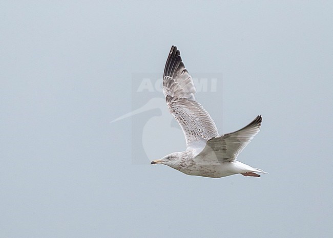 Third calender year European Herring Gull (Larus argentatus) in the Netherlands. Flying along the North Sea coast. stock-image by Agami/Marc Guyt,