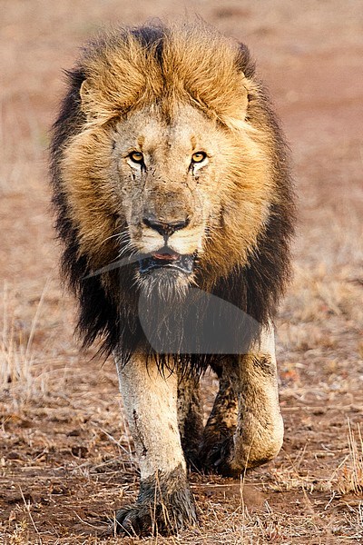 Lion (Panthera Leo) male walking at Kruger National Park in summer stock-image by Agami/Caroline Piek,