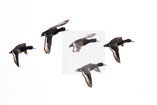 Kuifeend groep vliegend; Tufted Duck flock flying stock-image by Agami/Menno van Duijn,