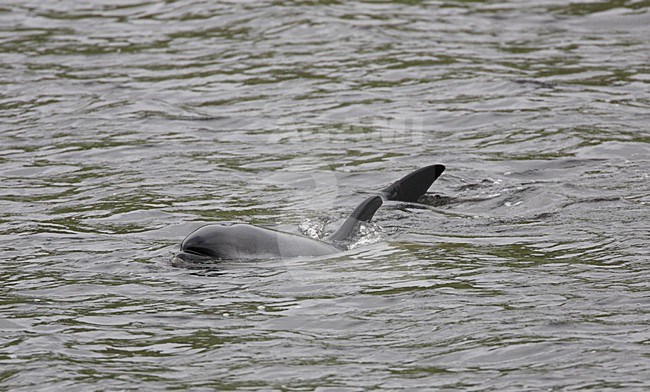 Witflankdolfijn, Atlantic white-sided Dolphin, Lagenorhynchus acutus stock-image by Agami/Hugh Harrop,