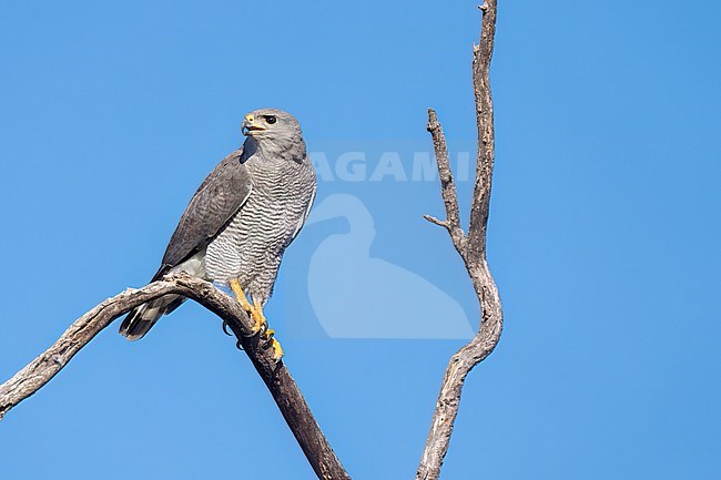 Adult
Pima Co., AZ
April 2024 stock-image by Agami/Brian E Small,