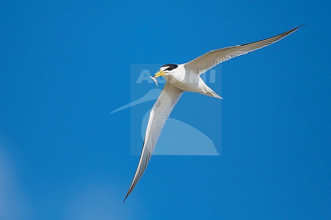 Adult Least Tern (Sternula antillarum) in breeding plumage in flight at the coast in Galveston County, Texas, USA. stock-image by Agami/Brian E Small,