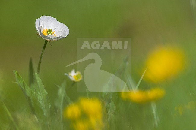 KuepferÂ´s Buttercup stock-image by Agami/Wil Leurs,