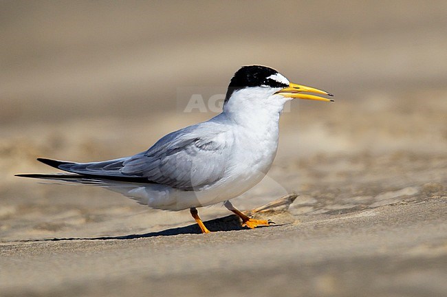 Adult breeding
Galveston Co., TX
April 2013 stock-image by Agami/Brian E Small,