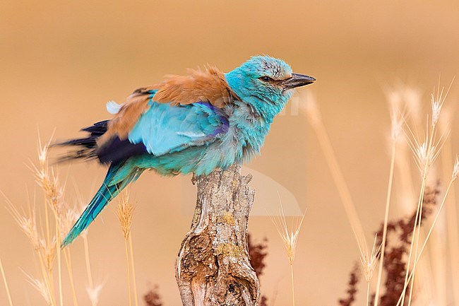 European Roller (Coracias garrulus), side view of an adult male perched on a dead trunk, Campania, Italy stock-image by Agami/Saverio Gatto,