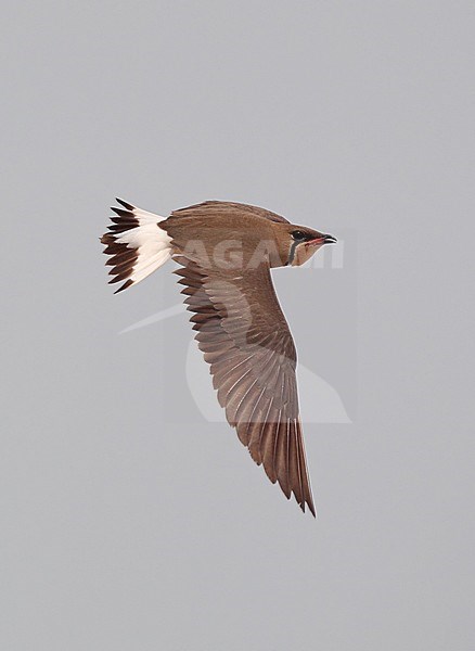 Adult Oriental Pratincole in flight at Petchaburi, Thailand. stock-image by Agami/Helge Sorensen,