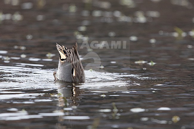 Adult male Eurasian Teal (Anas crecca) dabbling in shallow waters stock-image by Agami/Mathias Putze,