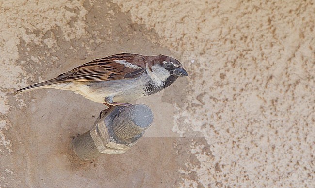 Male Italian Sparrow (Passer italiae) resting on side of a wall in Italy during spring. stock-image by Agami/Ian Davies,