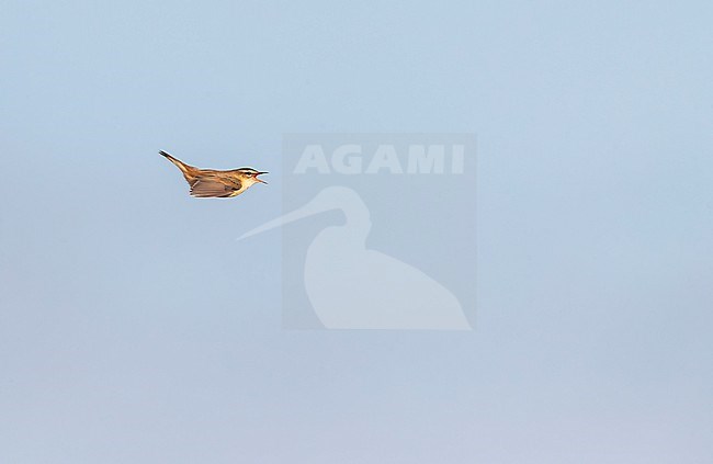 Sedge Warbler, Acrocephalus schoenobaenus, during spring in the Netherlands. Displaying in flight. stock-image by Agami/Marc Guyt,