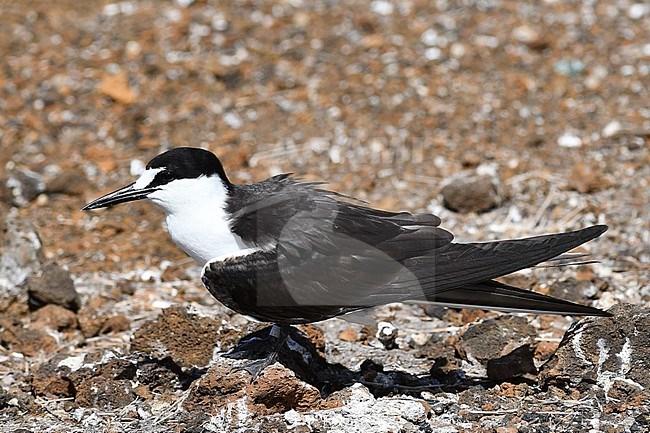 Sooty Tern (Onychoprion fuscatus) stock-image by Agami/Laurens Steijn,