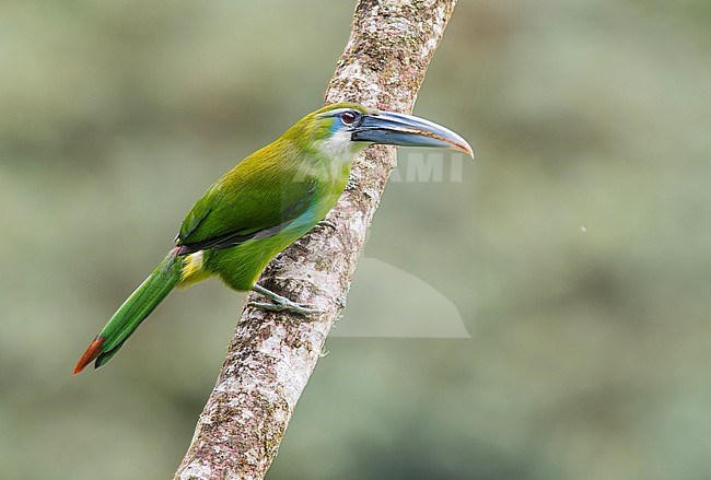 Blue-banded Toucanet (Aulacorhynchus coeruleicinctis) perched on a branch in Cusco, Peru, South-America. stock-image by Agami/Steve Sánchez,