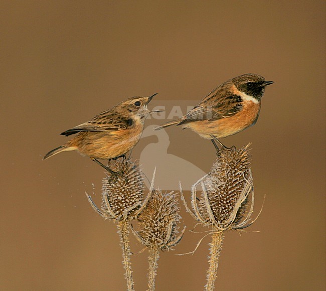 Paartje Roodborsttapuiten; Pair of European Stonechats stock-image by Agami/Menno van Duijn,