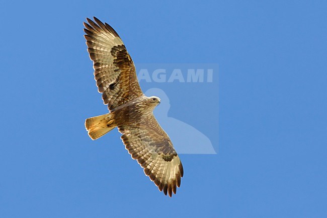 Arendbuizerd volwassen vliegend, Long-legged Buzzard adult flying; stock-image by Agami/Daniele Occhiato,