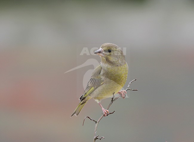 Groenling op een takje; European Greenfinch perched on a twig stock-image by Agami/Reint Jakob Schut,