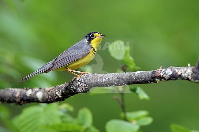 Adult male Canada Warbler, Cardellina canadensis
St. Louis Co., MN stock-image by Agami/Brian E Small,