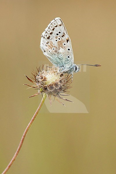 Bleek blauwtje / Chalk-hill Blue (Polyommatus coridon) stock-image by Agami/Wil Leurs,