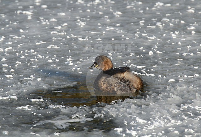 Wintering Little Grebe (Tachybaptus ruficollis) in the Netherlands. Swimming in a frozen lake. stock-image by Agami/Edwin Winkel,