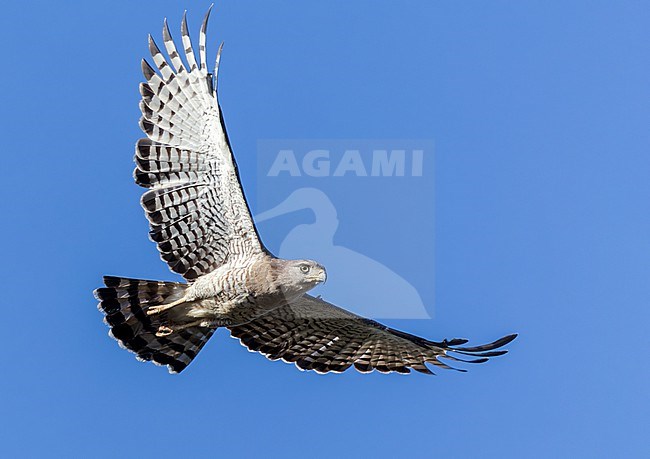 Southern Banded Snake-eagle (Circaetus fasciolatus) in flight. Also known as the East African snake eagle or fasciated snake eagle. stock-image by Agami/Yoav Perlman,