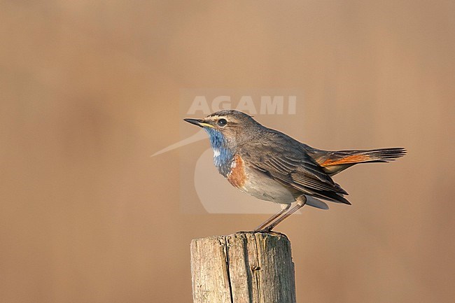 Bluethroat - Blaukehlchen - Cyanecula svecica ssp. cyanecula, Germany, adult male stock-image by Agami/Ralph Martin,