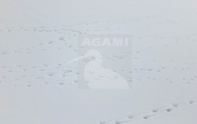 Sporen van Patrijs, Grey Partridge tracks stock-image by Agami/Markus Varesvuo,