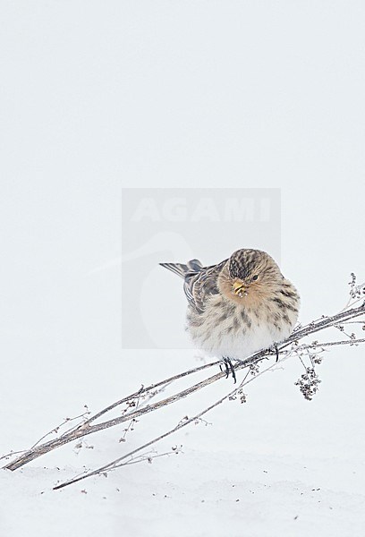 Twite (Carduelis flavirostris) Vantaa Finland February 2018 stock-image by Agami/Markus Varesvuo,