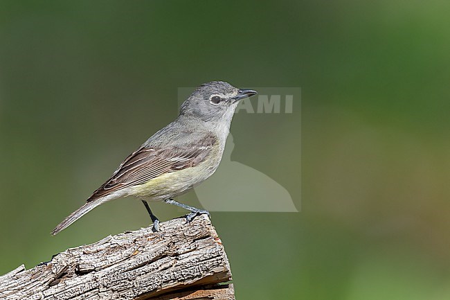 Adult
Boulder Co., CO
June 2023 stock-image by Agami/Brian E Small,