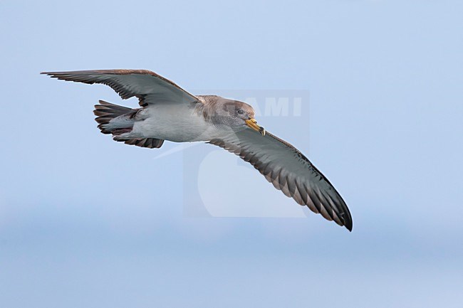 Vliegende Scopoli's Pijlstormvogel; Scopoli's Shearwater in flight stock-image by Agami/Daniele Occhiato,