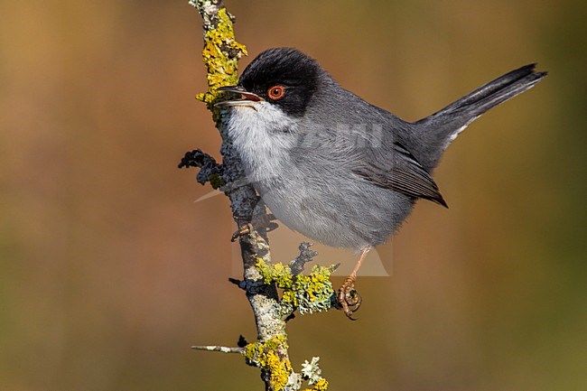 Kleine Zwartkop; Sardinian Warbler; Sylvia melanocephala stock-image by Agami/Daniele Occhiato,