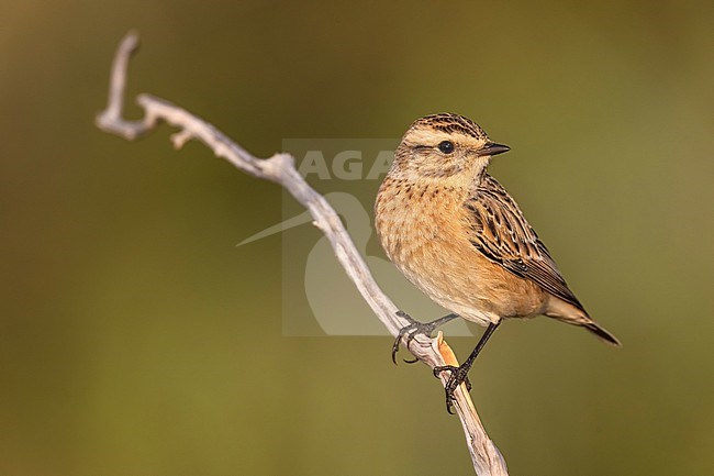 Whinchat (Saxicola rubetra) in Italy. stock-image by Agami/Daniele Occhiato,