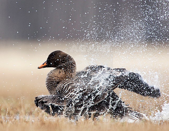 Poetsende Taigarietgans, Taiga Bean Goose preening stock-image by Agami/Jari Peltomäki,