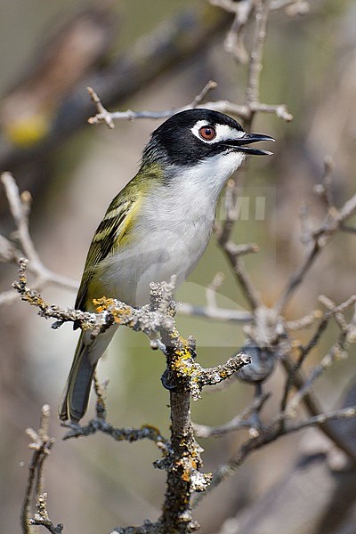 Adult male
Kimble Co., TX
April 2011 stock-image by Agami/Brian E Small,