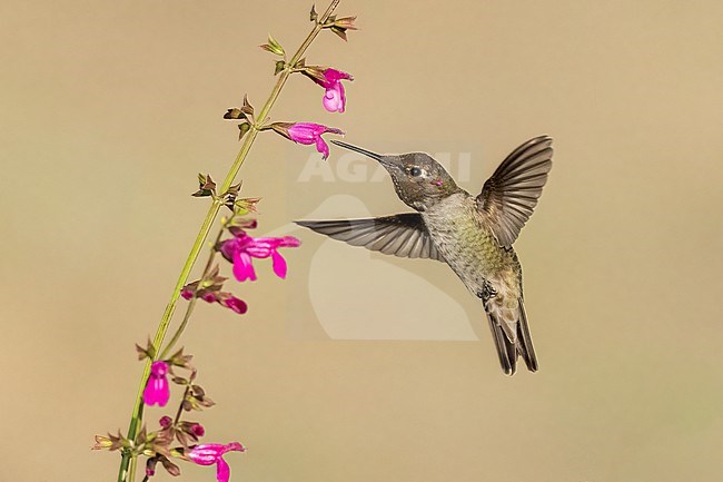 Immature male
Santa Barbara Co., CA
November 2021 stock-image by Agami/Brian E Small,