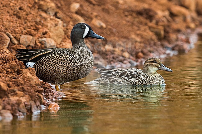 Blue-winged Teal; Anas discors stock-image by Agami/Daniele Occhiato,