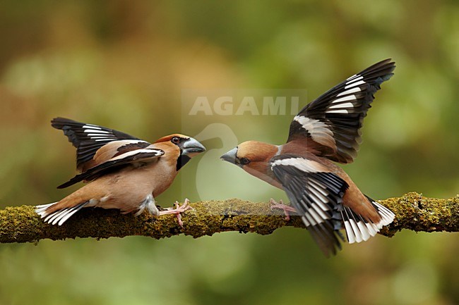 Appelvink mannen vechtend op stok, Hawfinch males fighting on branch stock-image by Agami/Walter Soestbergen,