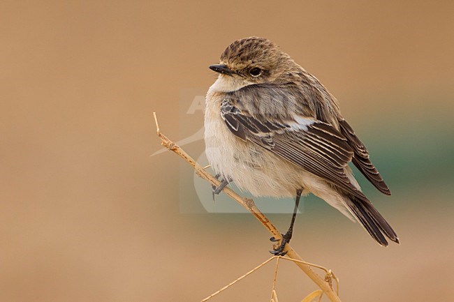 Aziatische Roodborsttapuit; Siberian Stonechat; stock-image by Agami/Daniele Occhiato,