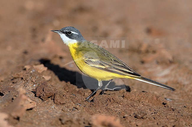 Male Spanish Yellow Wagtail (Motacilla flava iberiae) walking on the ground at Hyeres in France. stock-image by Agami/Aurélien Audevard,