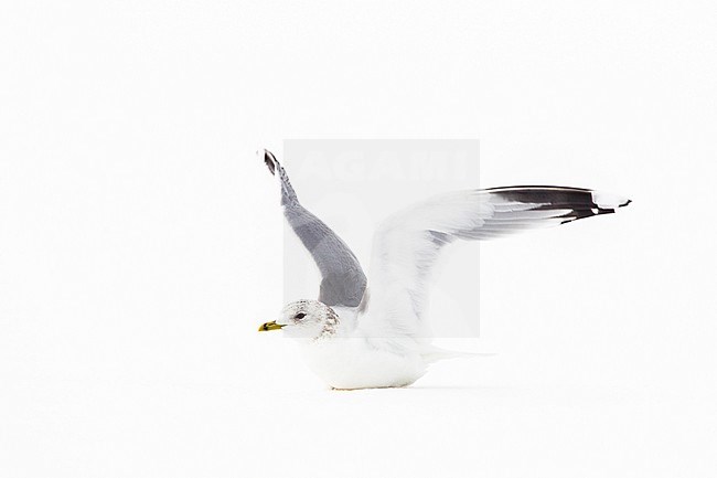 Stormmeeuw in de sneeuw Nederlands, Mew Gull in the snow Netherlands stock-image by Agami/Menno van Duijn,