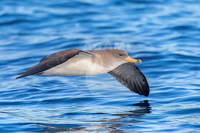 An adult Scopoli's shearwater fills the frame flying from the side with a clear blue sea behind it. Scopoli's Shearwaters breed on rocky islands and on steep coasts in the Mediterranean but outside the breeding season it forages in the Atlantic. stock-image by Agami/Jacob Garvelink,