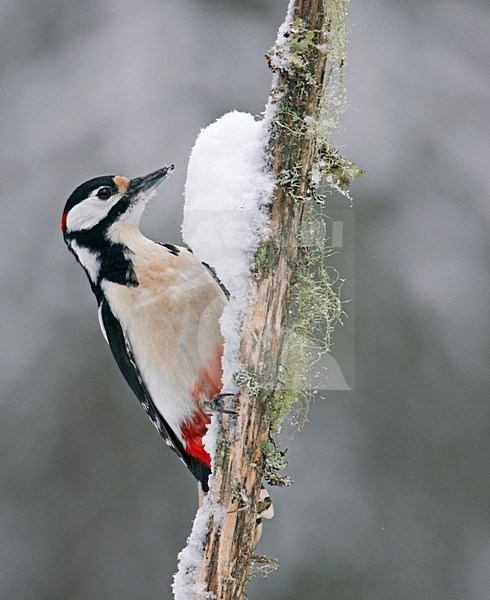 Grote Bonte Specht in winters landschap; Great Spotted Woodpecker in wintersetting stock-image by Agami/Markus Varesvuo,