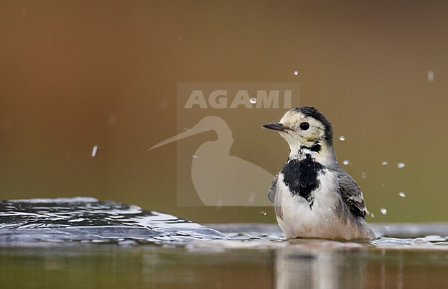 Volwassen Witte kwikstaart badderend; Adult White Wagtail bathing stock-image by Agami/Markus Varesvuo,