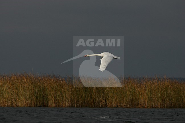 Mute Swan in flight Poland, Knobbelzwaan in vlucht Polen stock-image by Agami/Menno van Duijn,