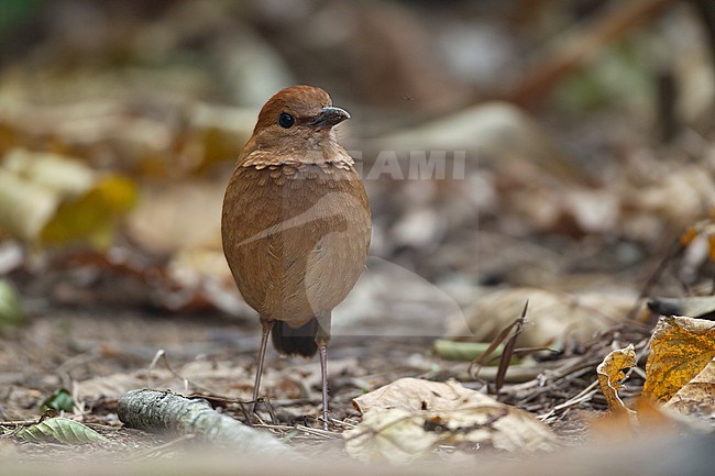 Rusty-naped Pitta (Hydrornis oatesi) at Doi Lang, Thailand stock-image by Agami/Helge Sorensen,